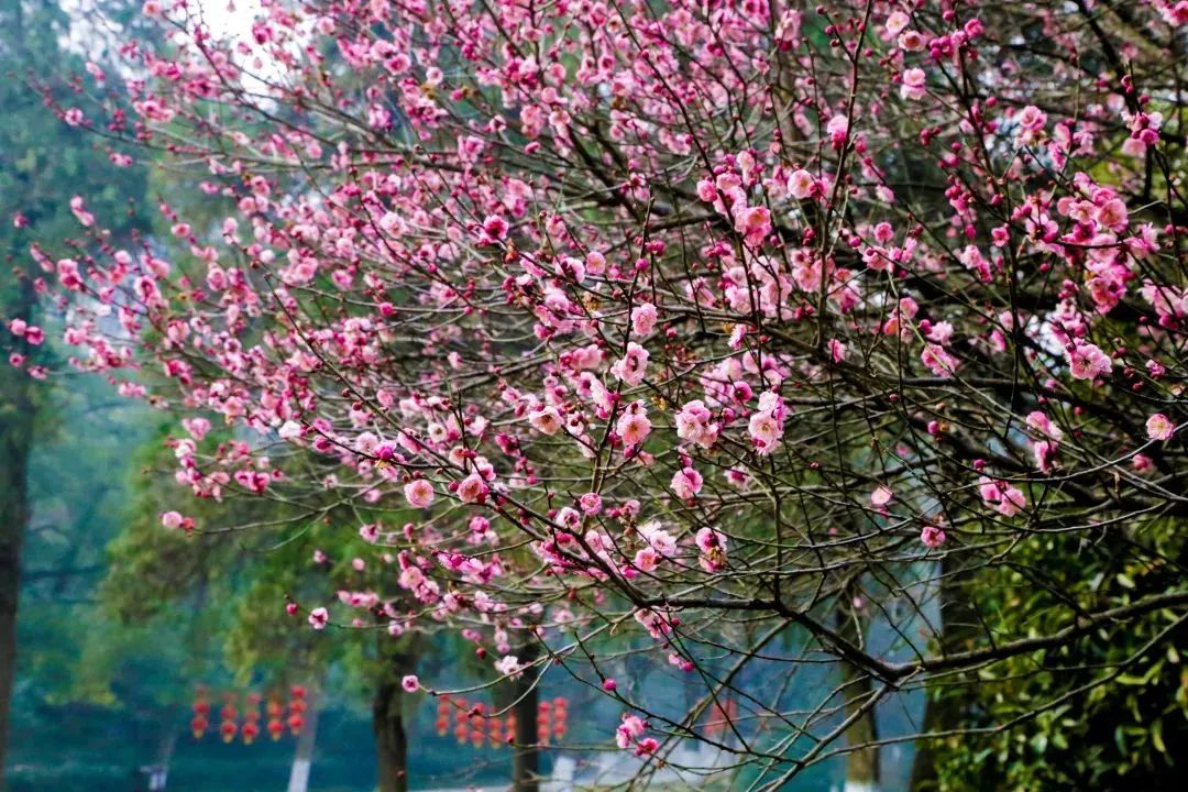 C7娱乐